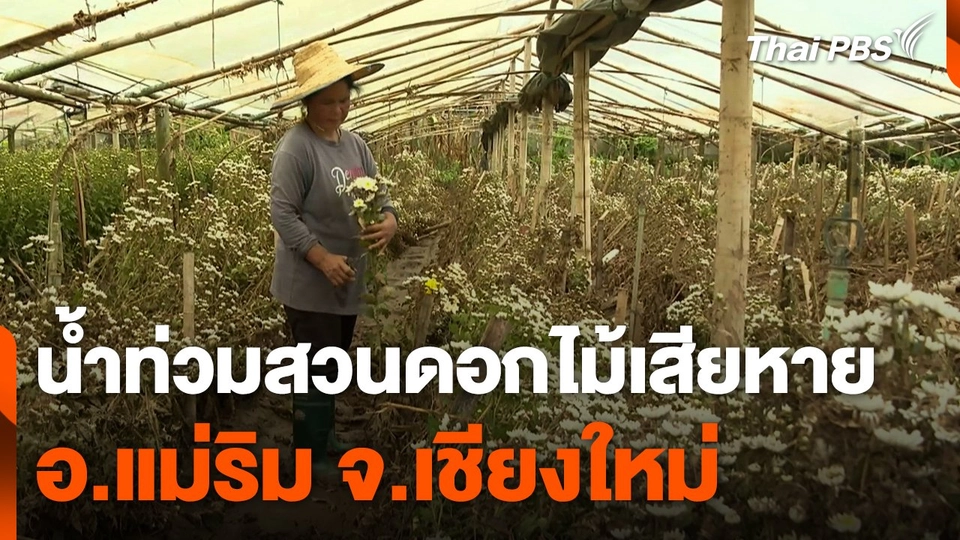 น้ำท่วมสวนดอกไม้เสียหาย อ.แม่ริม จ.เชียงใหม่