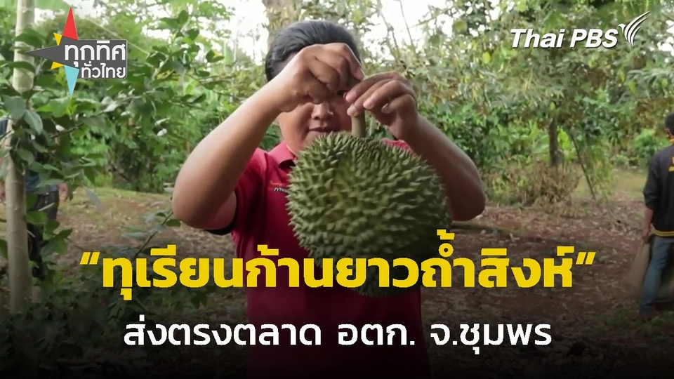 ทุเรียนก้านยาวถ้ำสิงห์ส่งตรงตลาด อตก. จ.ชุมพร