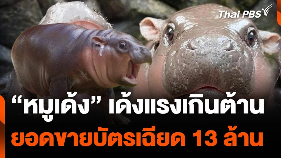อานิสงส์ “หมูเด้ง” ยอดขายบัตรสวนสัตว์เฉียด 13 ล้าน เตรียมติดกล้องชม 24 ชม.