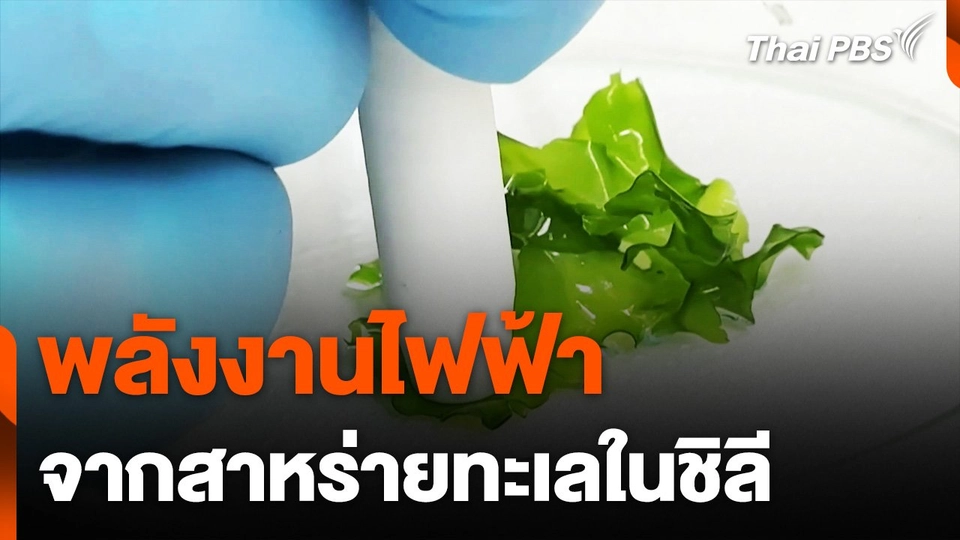 พลังงานไฟฟ้าจากสาหร่ายทะเลในประเทศชิลี