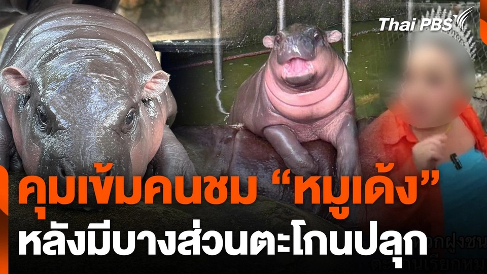 คุมเข้มคนชม "หมูเด้ง" หลังมีบางส่วนตะโกนปลุก