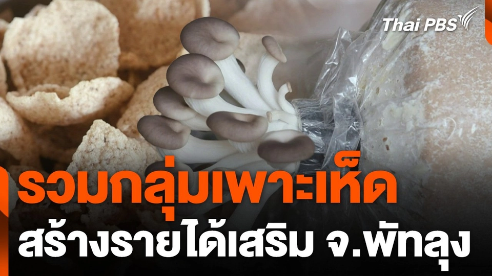 รวมกลุ่มเพาะเห็ดสร้างรายได้เสริม จ.พัทลุง