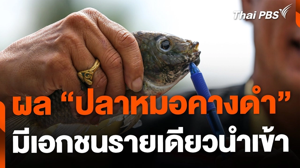 แถลงผลการศึกษา "ปลาหมอคางดำ" พบเอกชนรายเดียวนำเข้า