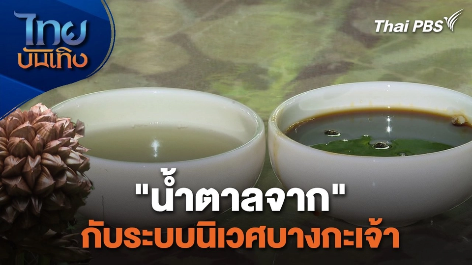 อิ่มมนต์รส : "น้ำตาลจาก" กับระบบนิเวศบางกะเจ้า