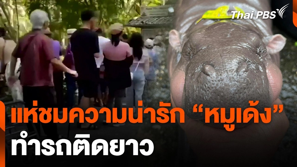 แห่ชมความน่ารัก "หมูเด้ง" ทำรถติดยาว