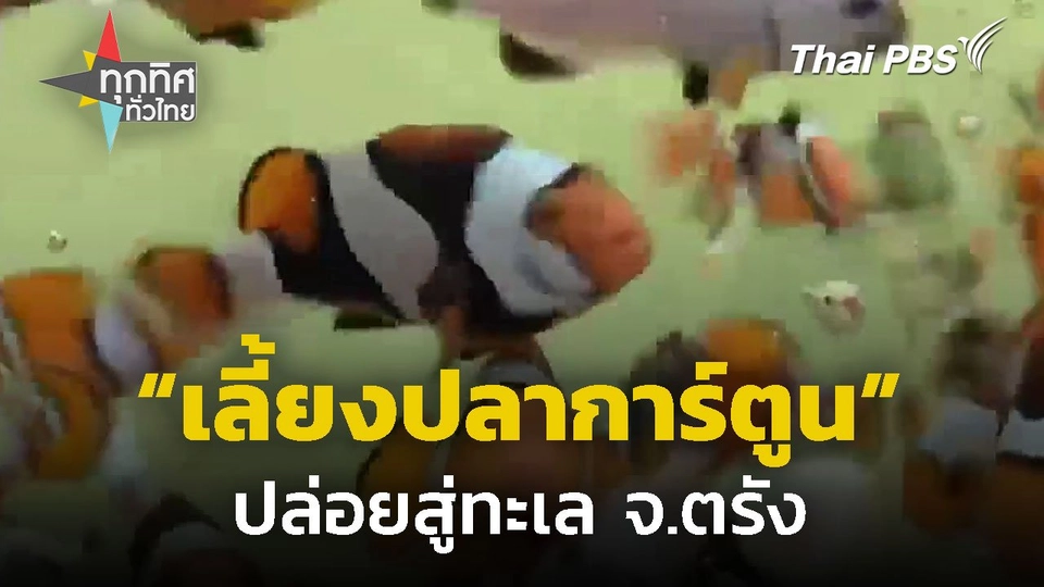 เพาะเลี้ยงปลาการ์ตูนปล่อยทะเลตรัง