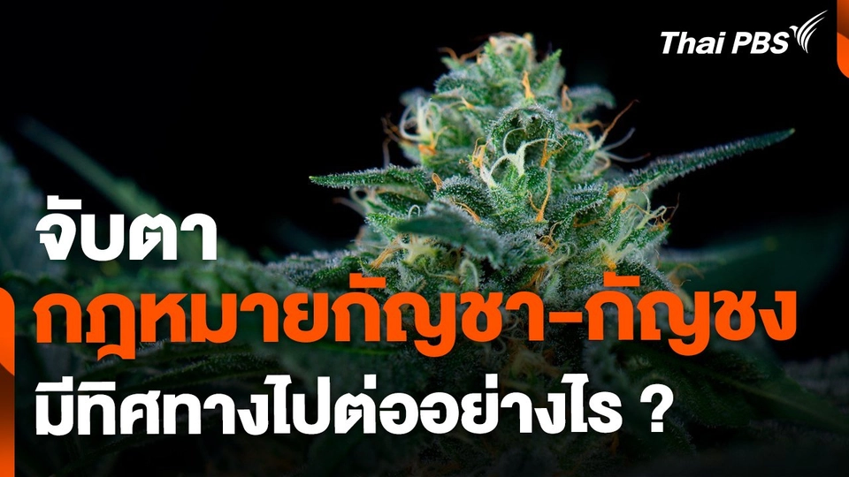 จับตากฎหมายกัญชา-กัญชง ไปต่ออย่างไรในยุคนี้