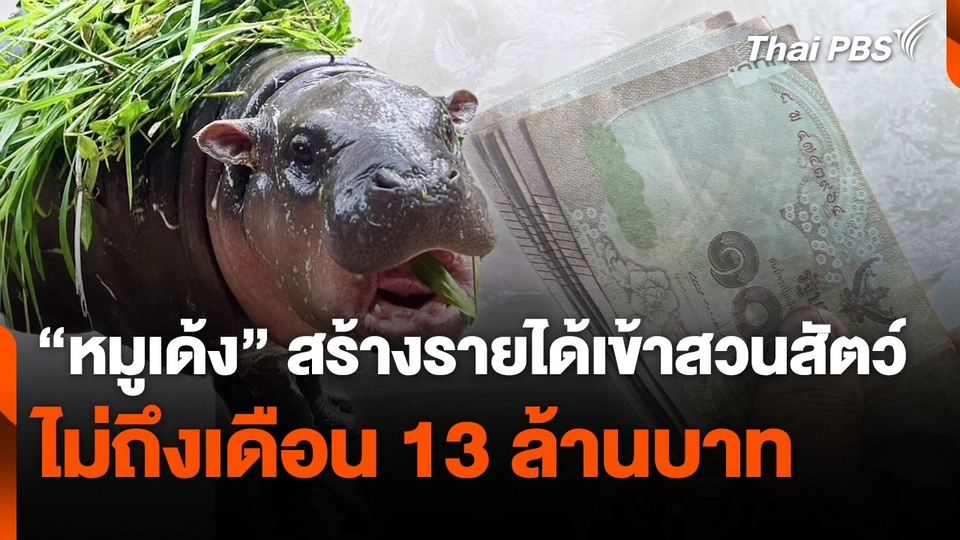 "หมูเด้ง" สร้างรายได้เข้าสวนสัตว์ไม่ถึงเดือน 13 ล้านบาท