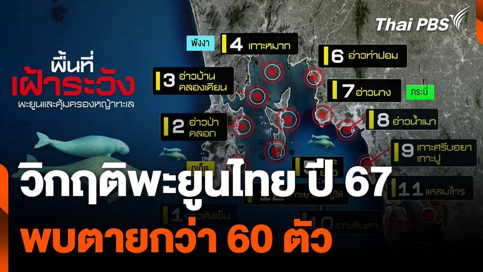 วิกฤติพะยูนไทย ปี 67 พบตายกว่า 60 ตัว