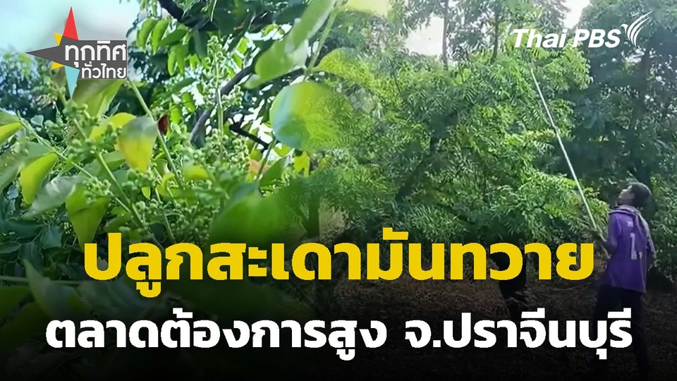 สะเดามันทวายตลาดต้องการสูง จ.ปราจีนบุรี