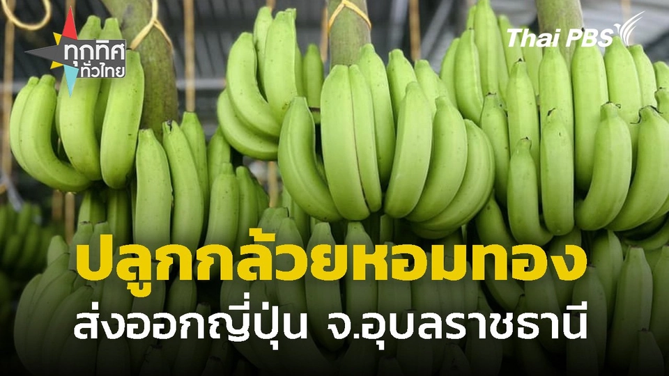 รวมกลุ่มปลูก "กล้วยหอมทอง" ส่งออกญี่ปุ่น จ.อุบลราชธานี