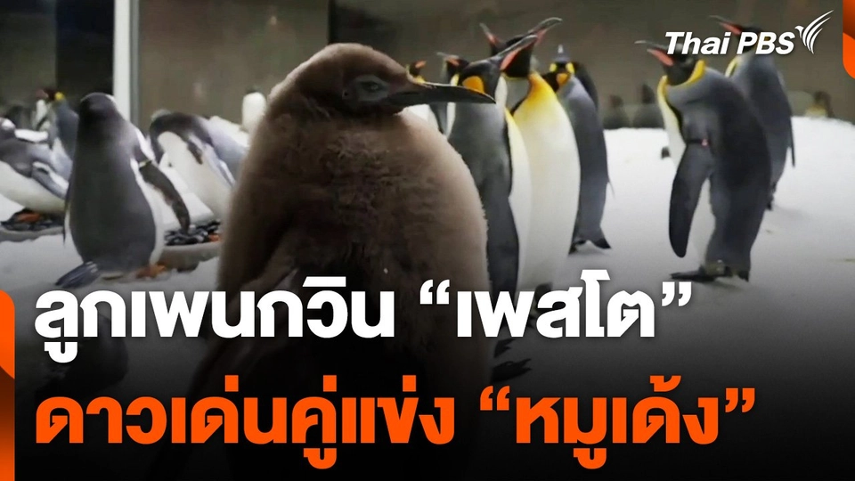ลูกเพนกวิน "เพสโต" ดาวเด่นคู่แข่ง "หมูเด้ง"