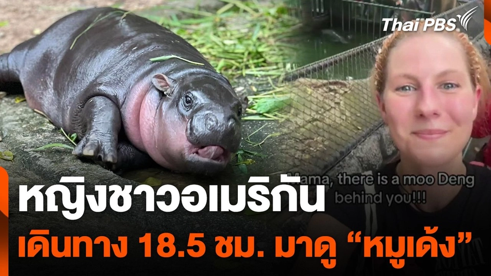 หญิงอเมริกันเดินทาง 18.5 ชม. มาดู "หมูเด้ง"