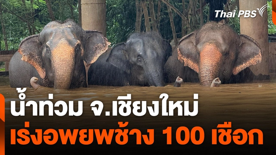 น้ำท่วมเชียงใหม่ เร่งอพยพช้าง 100 เชือก
