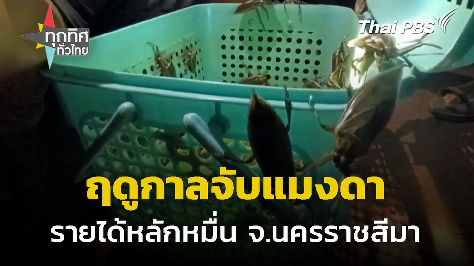 ฤดูกาลจับแมงดารายได้หลักหมื่น จ.นครราชสีมา