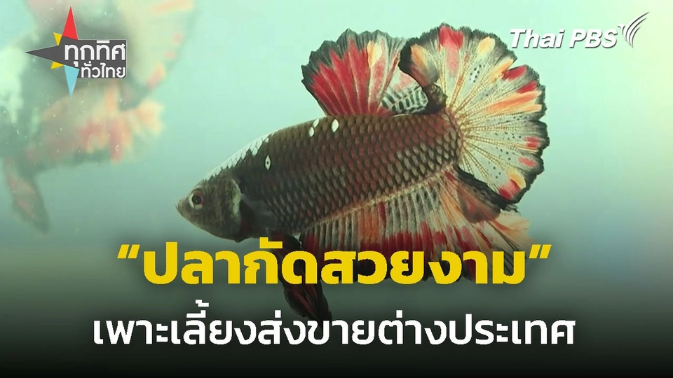 เพาะเลี้ยงปลากัดสวยงาม ส่งออกต่างประเทศ