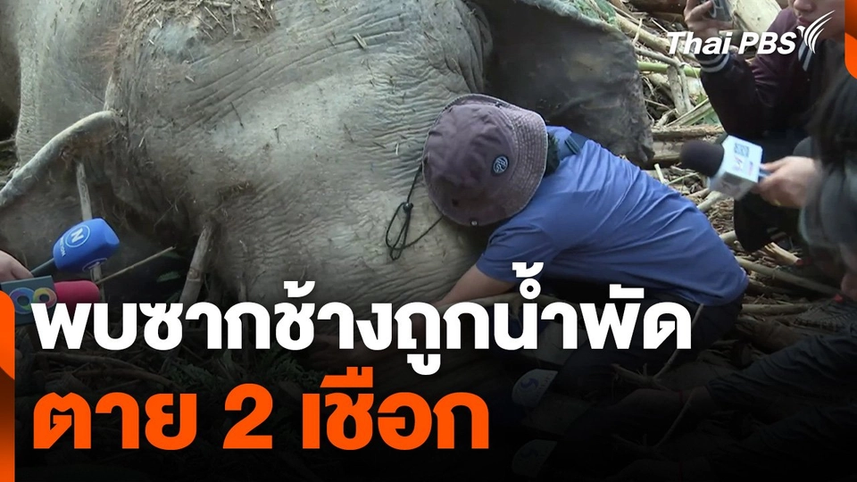 พบซากช้างถูกน้ำพัดตาย 2 เชือก