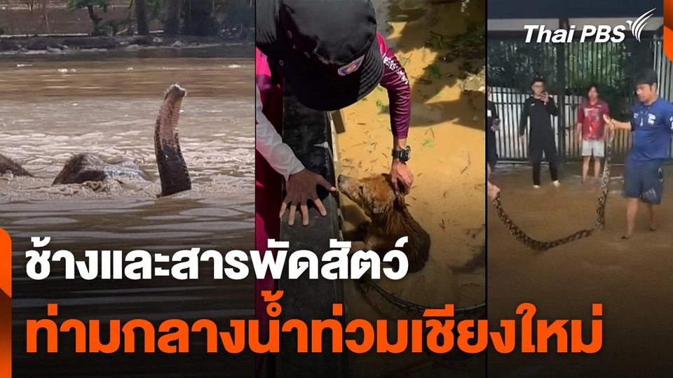 ช้างและสารพัดสัตว์ท่ามกลางน้ำท่วมเชียงใหม่