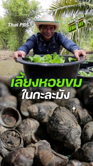 เลี้ยงหอยขมในกะละมัง