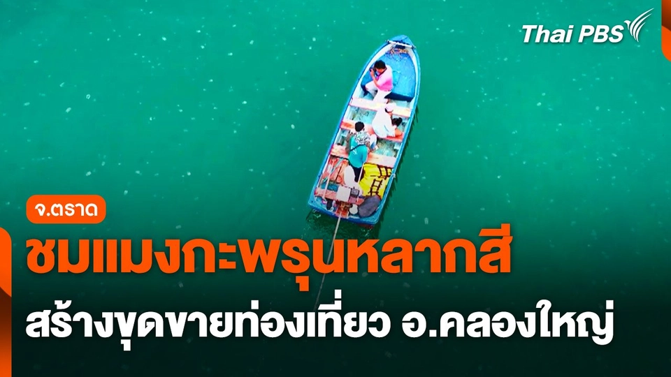 ชมแมงกะพรุนหลากสี สร้างขุดขายท่องเที่ยว อ.คลองใหญ่ จ.ตราด