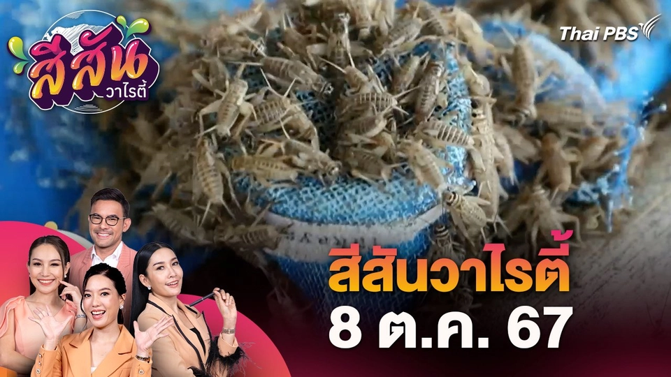 สีสันวาไรตี้ (8 ต.ค. 67) : "เลี้ยงแมงสะดิ้ง" แมงพื้นบ้านต่อยอดเป็นอาหารสัตว์แปลก