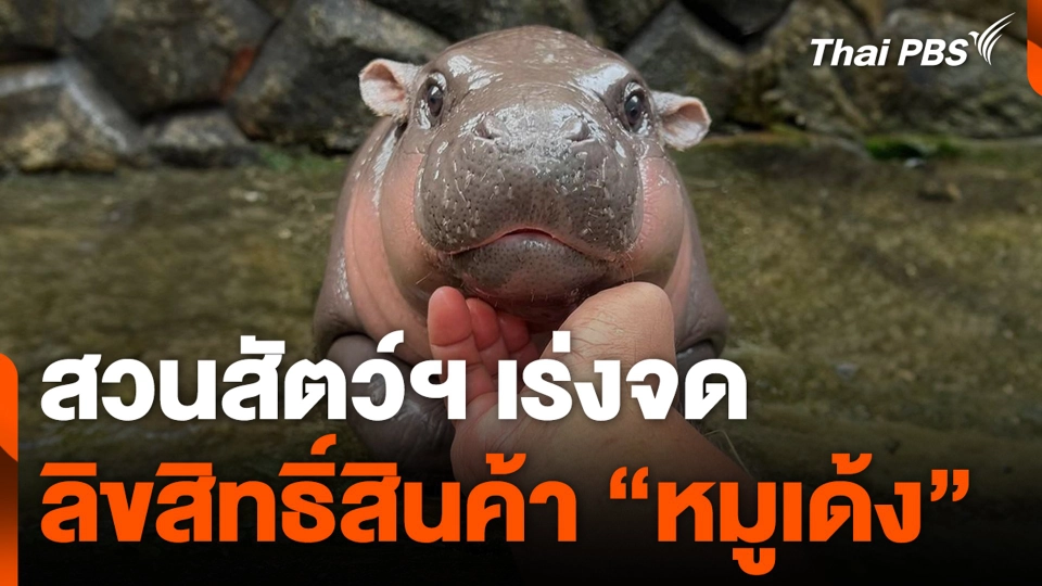 สวนสัตว์ฯ เร่งจดลิขสิทธิ์สินค้า "หมูเด้ง"