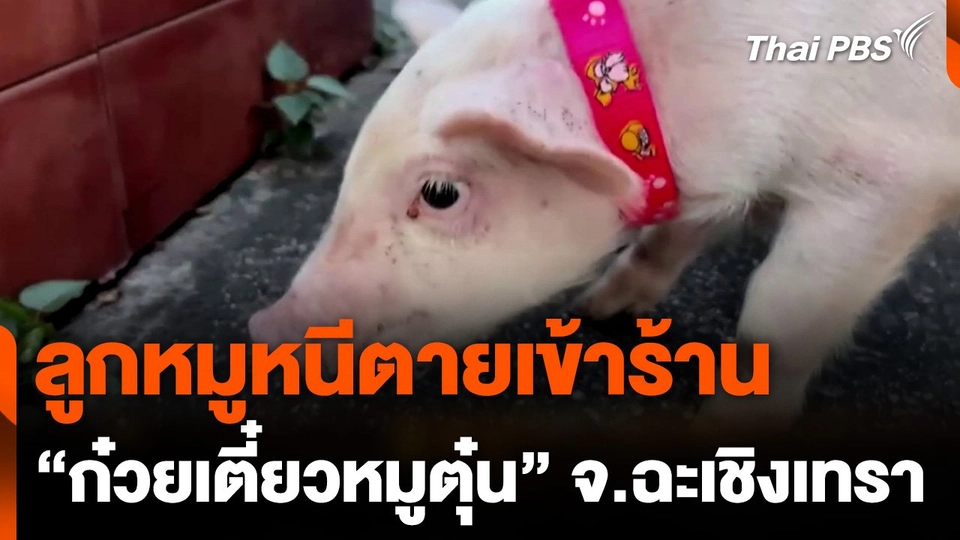 ลูกหมูหนีตายเข้าร้าน "ก๋วยเตี๋ยวหมูตุ๋น" จ.ฉะเชิงเทรา
