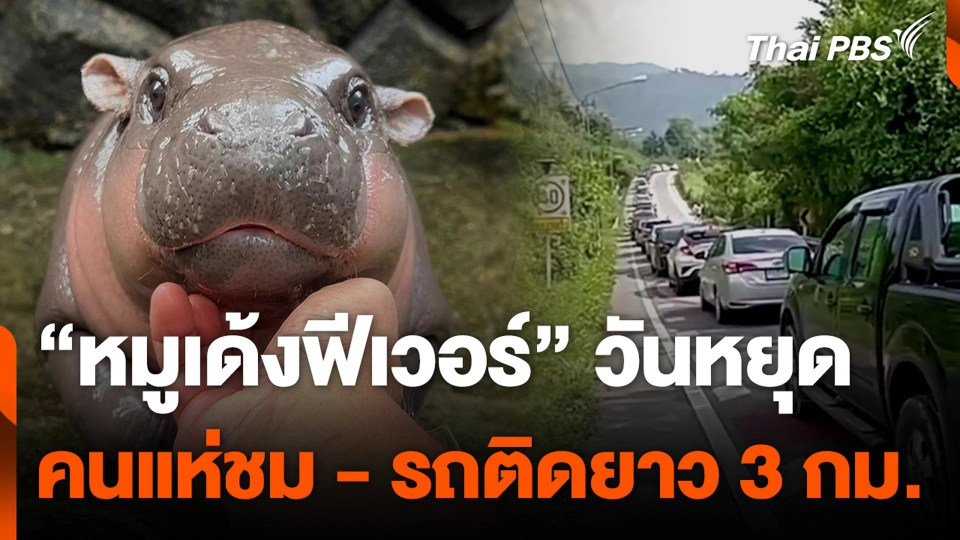 “หมูเด้งฟีเวอร์” วันหยุด คนแห่ชม - รถติดยาว 3 กม.