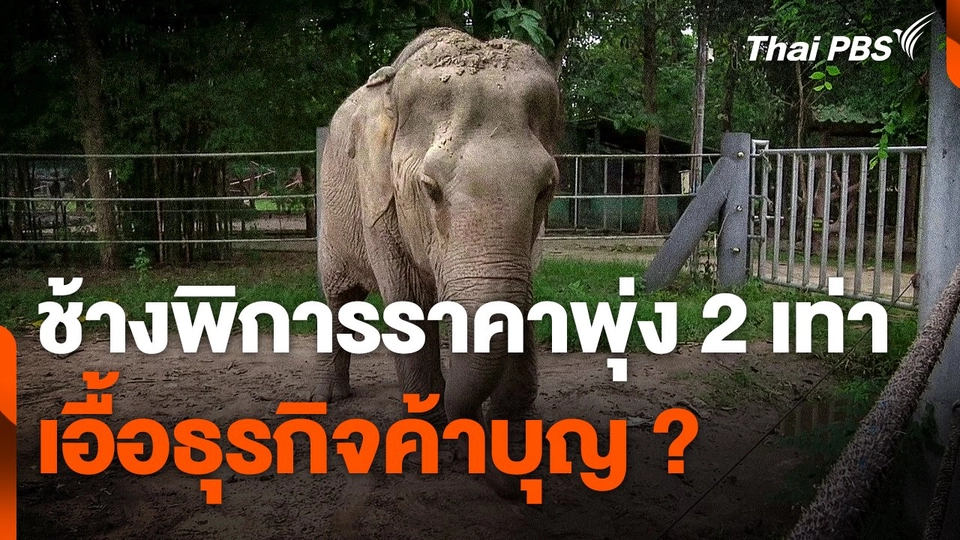 "ช้างพิการ-ตาบอด" ราคาพุ่ง 2 เท่า เอื้อธุรกิจค้าบุญ​ ?​