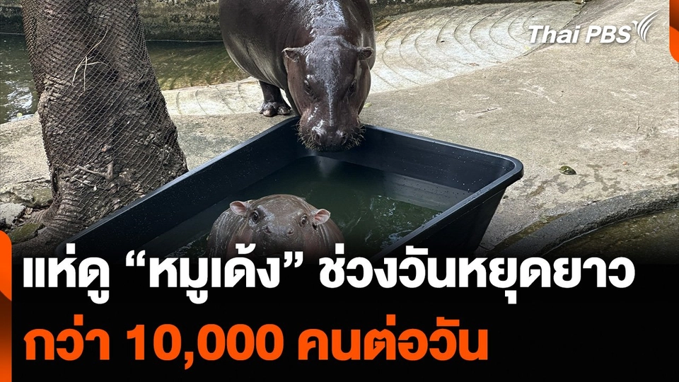 นักท่องเที่ยวแห่ดู “หมูเด้ง” ช่วงวันหยุดยาว กว่า 10,000 คนต่อวัน