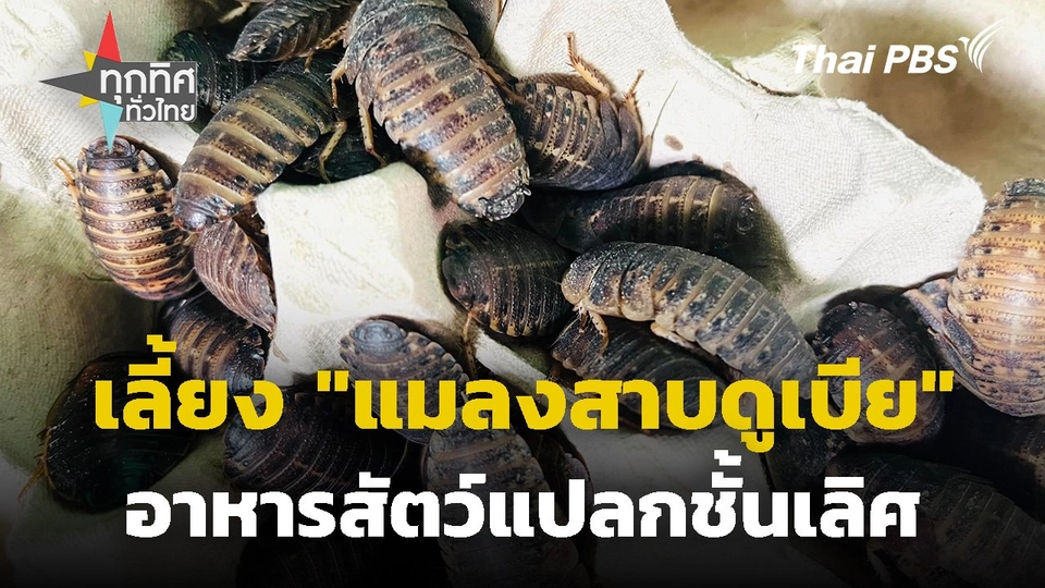 เลี้ยง "แมลงสาบดูเบีย" อาหารสัตว์แปลกชั้นเลิศ