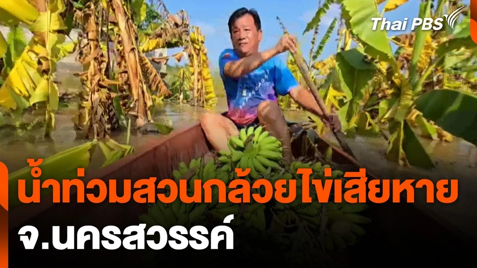 น้ำท่วมสวนกล้วยไข่เสียหาย จ.นครสวรรค์