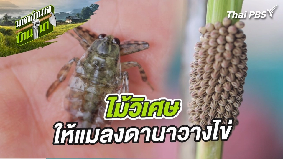 สูตรลับฉบับบ้านนา : เทคนิคไม้วิเศษให้แมลงดานาวางไข่