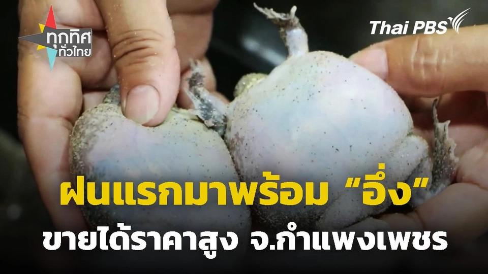 ฝนแรกมาพร้อมอึ่งขายได้ราคาสูง จ.กำแพงเพชร