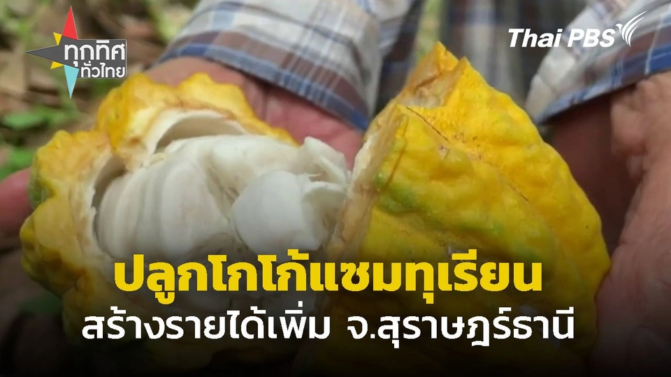 ปลูกโกโก้แซมสวนทุเรียน สร้างรายได้เพิ่ม จ.สุราษฎร์ฯ