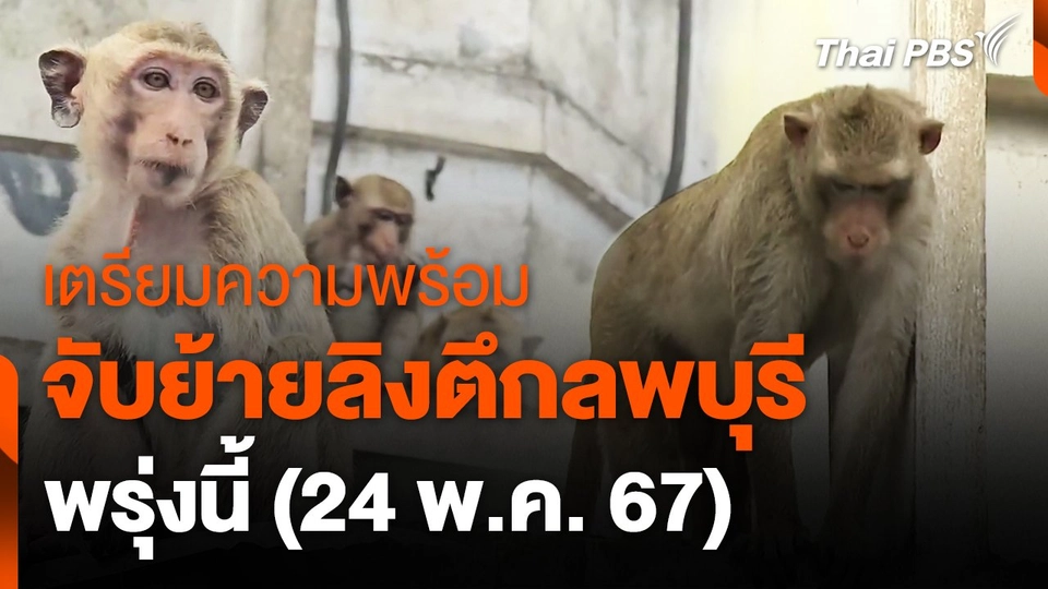 เตรียมความพร้อมจับย้ายลิงตึกลพบุรีพรุ่งนี้ (24 พ.ค. 67)