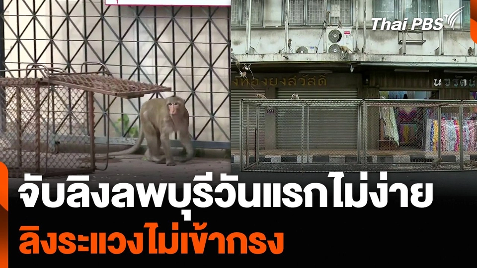 จับลิงลพบุรีวันแรกไม่ง่าย ลิงระแวงไม่เข้ากรง