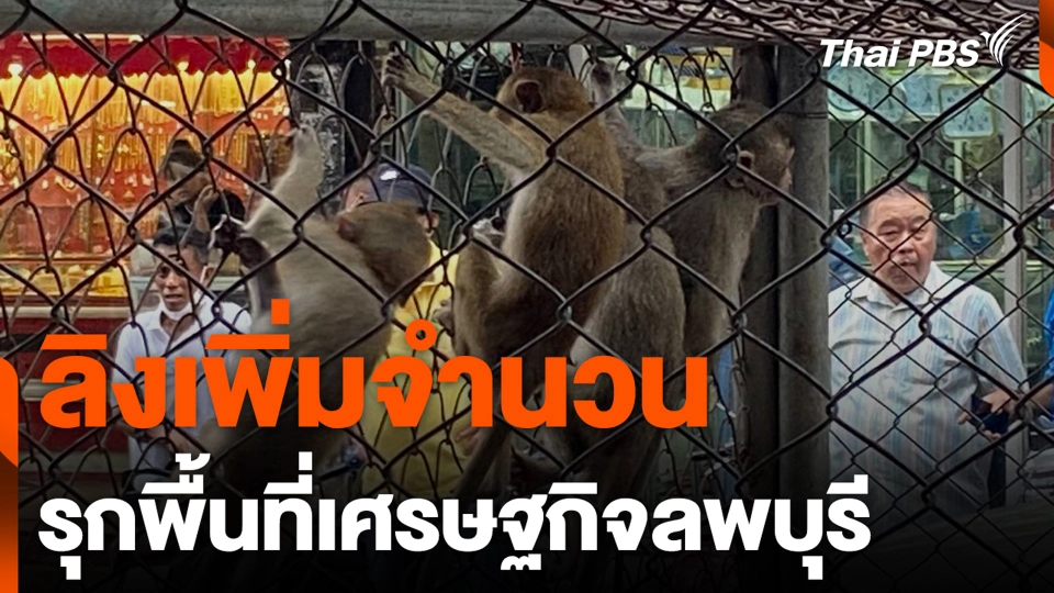 ลิงเพิ่มจำนวน รุกพื้นที่เศรษฐกิจลพบุรี