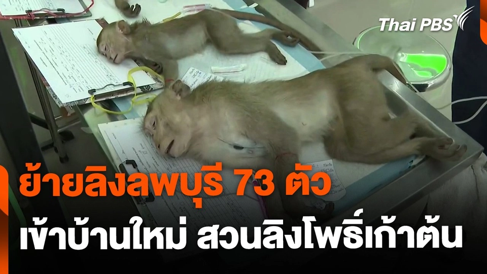 ย้ายลิงลพบุรี 73 ตัว เข้าบ้านใหม่