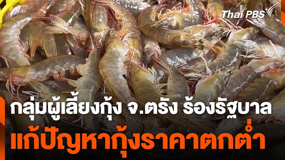 เกษตรกรเลี้ยงกุ้ง จ.ตรัง เรียกร้องรัฐบาลแก้ปัญหากุ้งราคาตกต่ำ