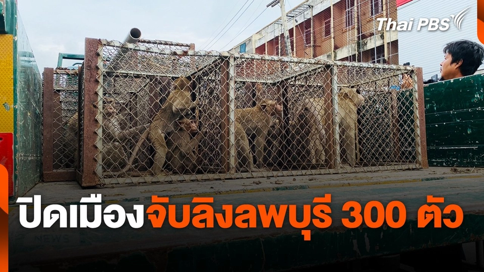 ปิดเมืองจับลิงลพบุรี 300 ตัว