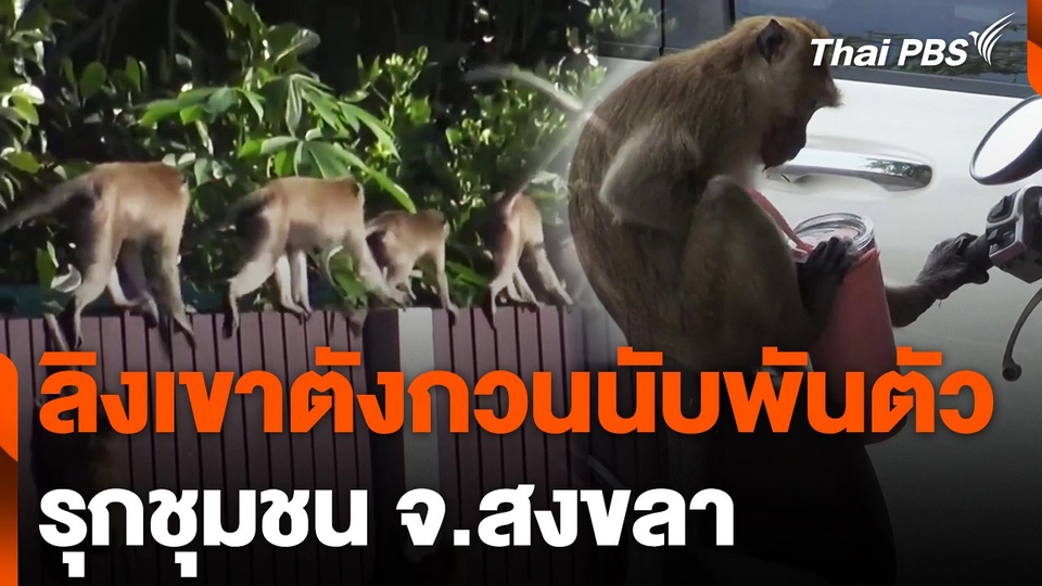 ลิงเขาตังกวนนับพันตัว รุกชุมชน จ.สงขลา