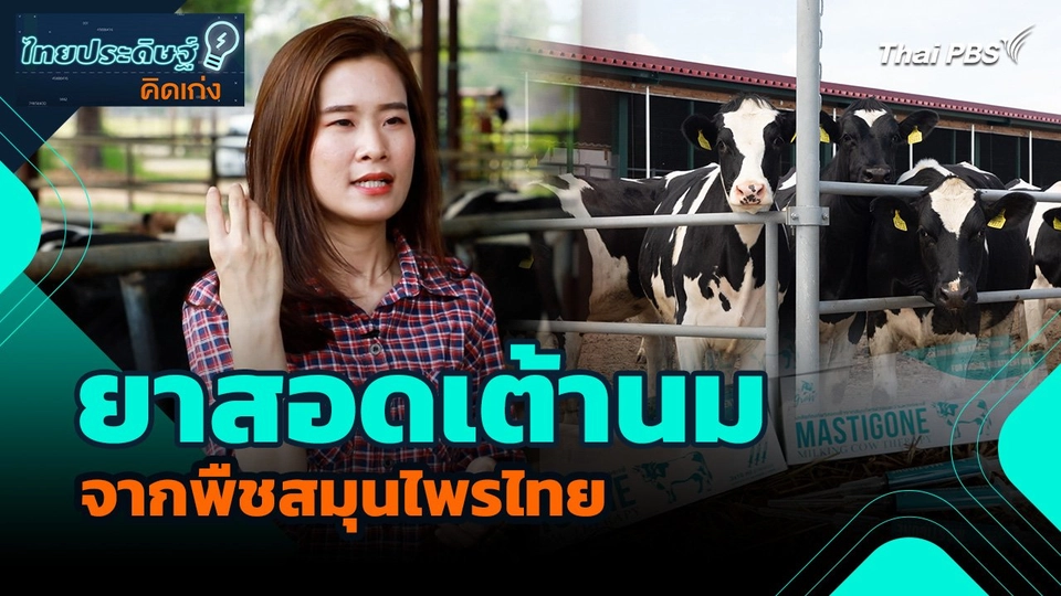 ไทยประดิษฐ์คิดเก่ง : ยาสอดเต้านมจากพืชสมุนไพรไทย