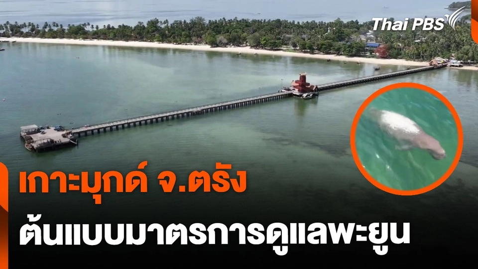 เกาะมุกด์ จ.ตรัง ต้นแบบวางมาตรการดูแลพะยูน