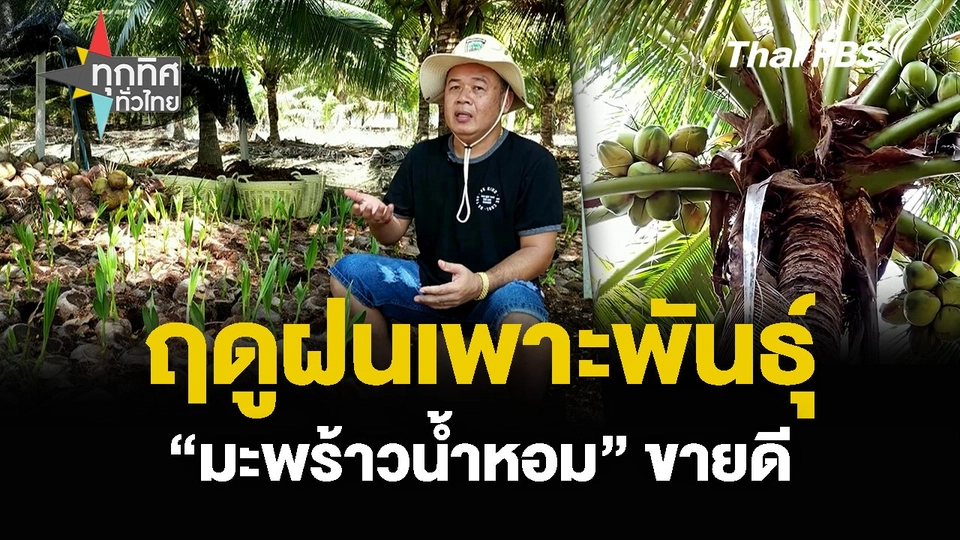 ฤดูฝนเพาะพันธุ์ “มะพร้าวน้ำหอม” ขายดี