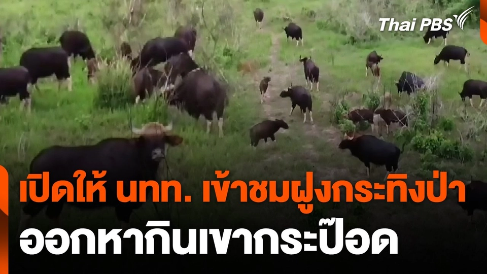 เปิดให้ นทท. เข้าชมฝูงกระทิงป่าออกหากินเขากระป๊อด