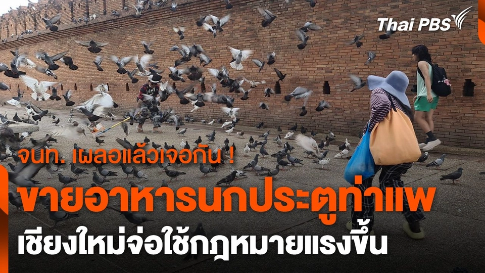 กลุ่มขายอาหารนกประตูท่าแพ จ.เชียงใหม่ ยังไม่หยุด จ่อใช้กฎหมายแรงขึ้น