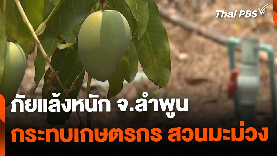 ภัยแล้งหนัก กระทบสวนมะม่วง จ.ลำพูน