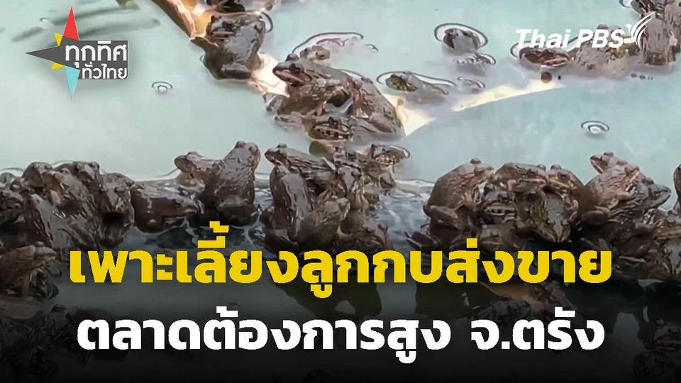 เพาะเลี้ยงลูกกบส่งขายตลาดต้องการสูง จ.ตรัง