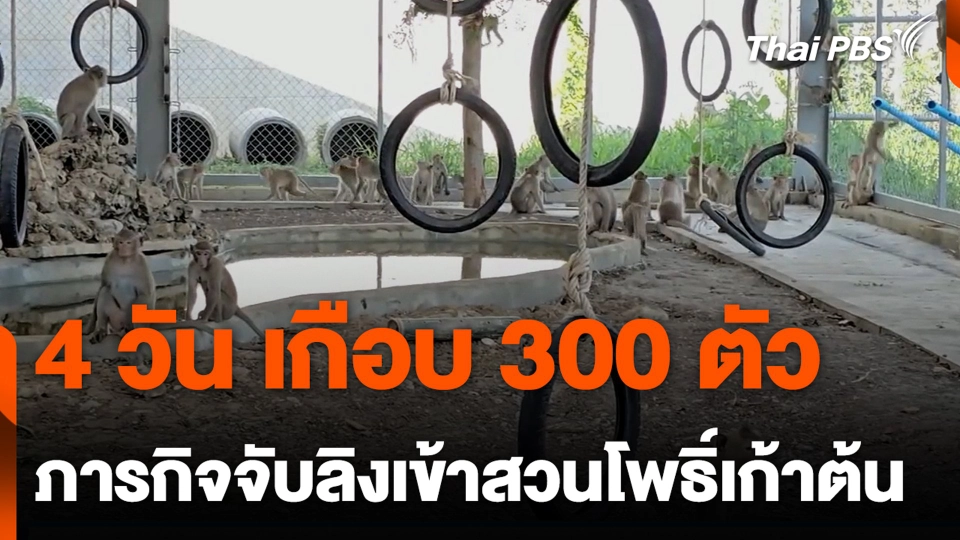 4 วัน เกือบ 300 ตัว ภารกิจจับลิงเข้าสวนโพธิ์เก้าต้น